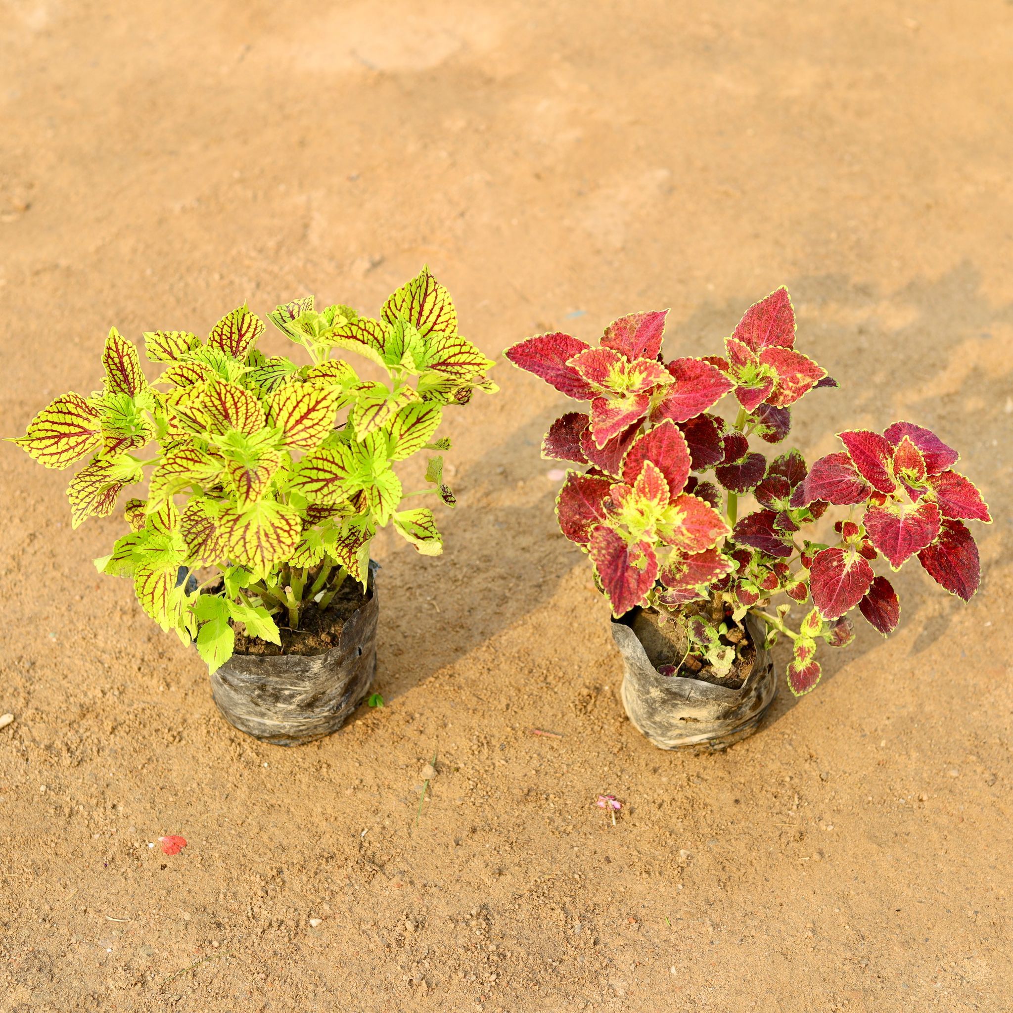 Set of 2 - Coleus Plants yellow and brown in 4 Inch Nursery Bag