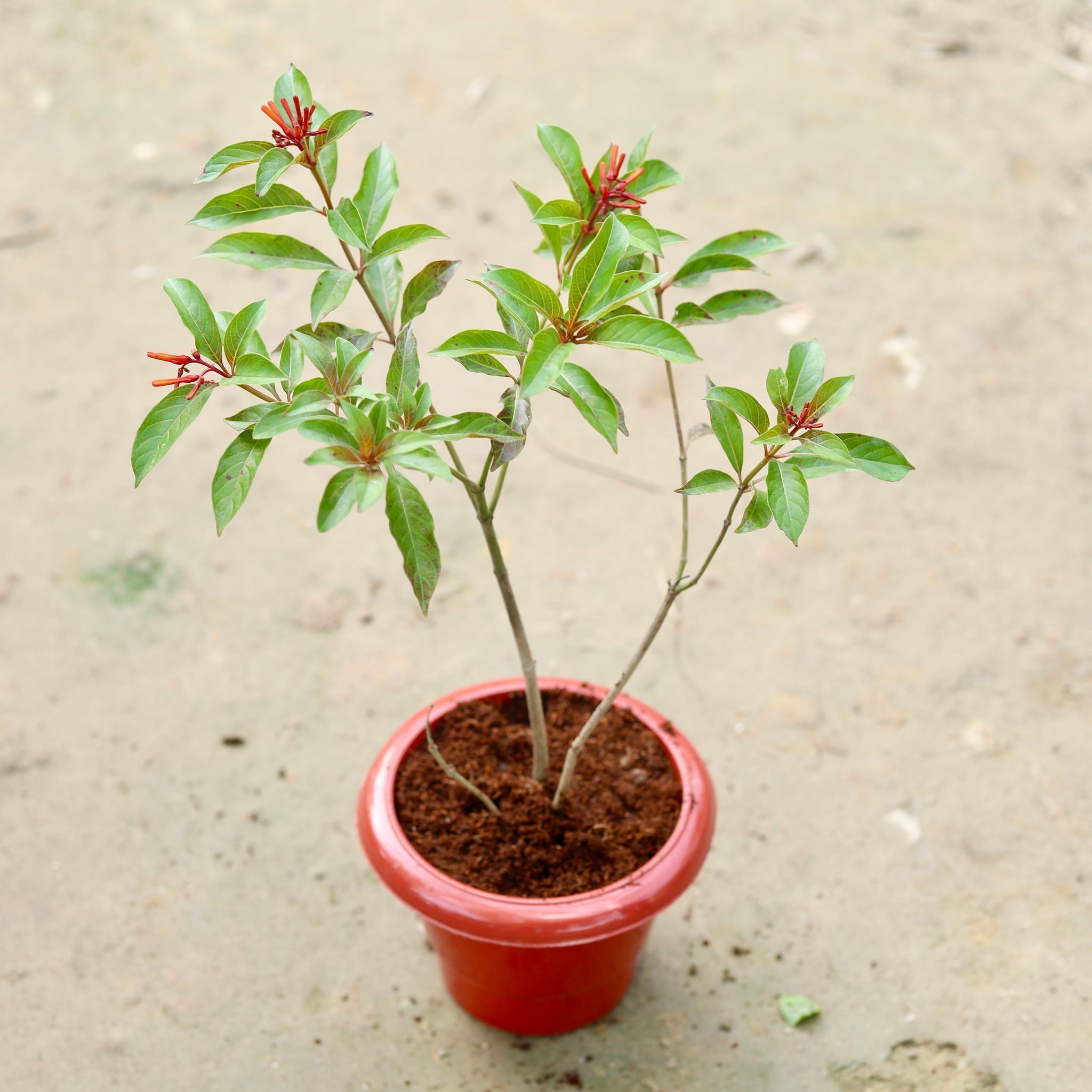 Hamelia / Firebush plant in 6 Inch Classy Red Plastic Pot