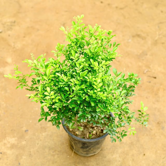 Madhu Kamini / Murraya in 8 Inch Nursery Pot