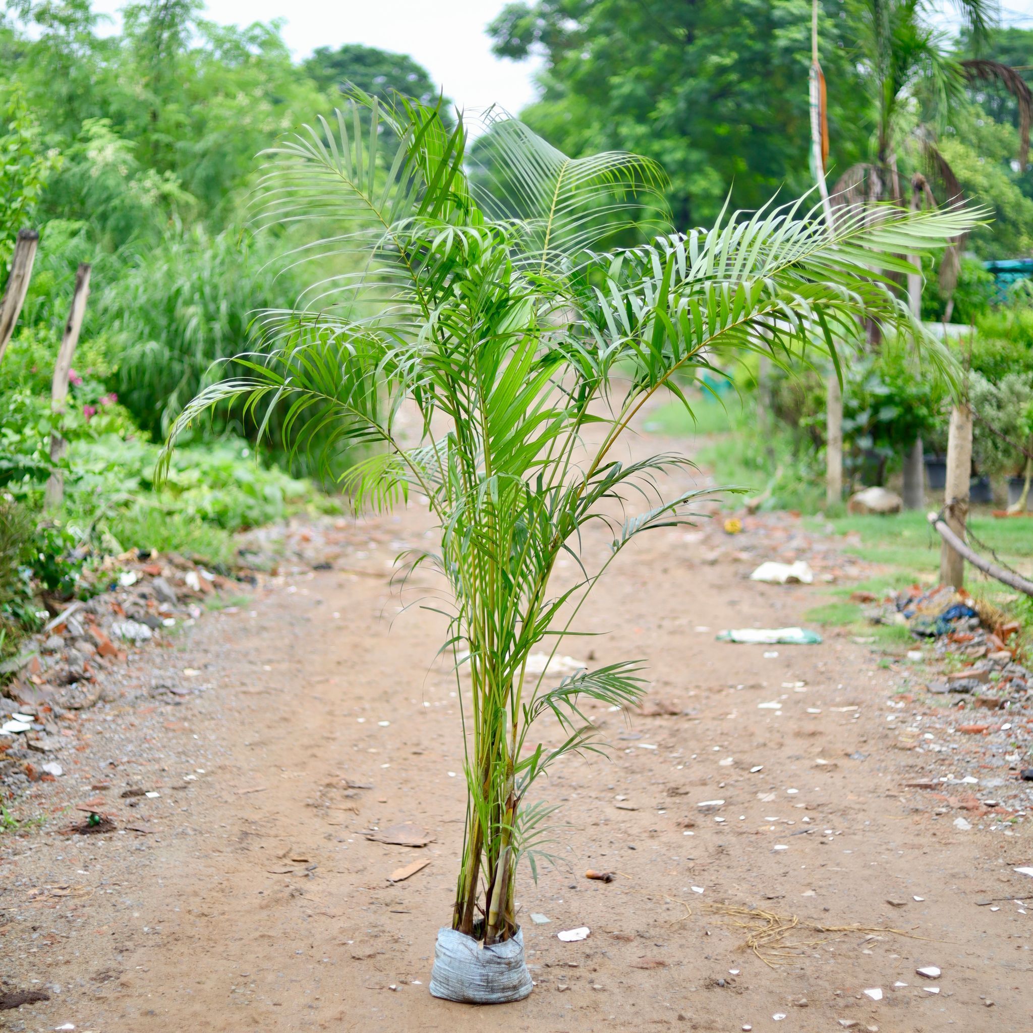 Areca Palm (~ 7 Ft) in 10 Inch Nursery Bag