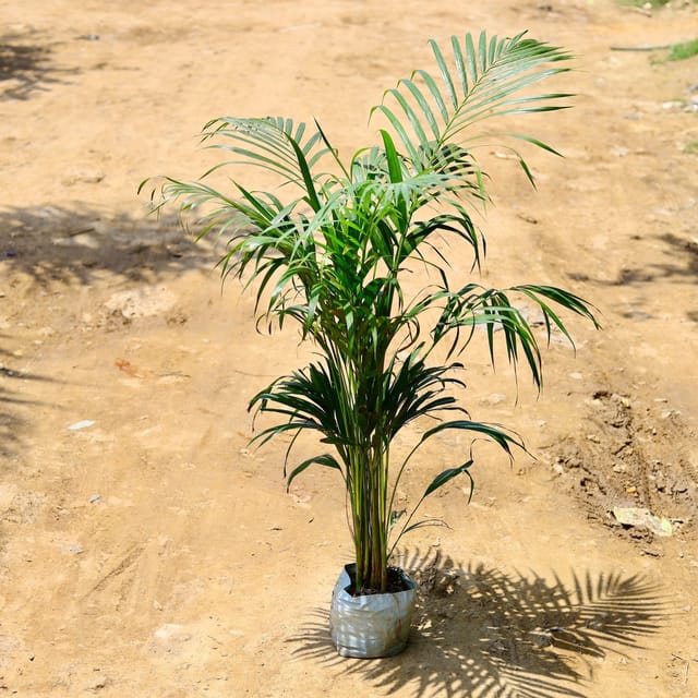 Areca Palm (~ 4 Ft) in 7 Inch Nursery Bag
