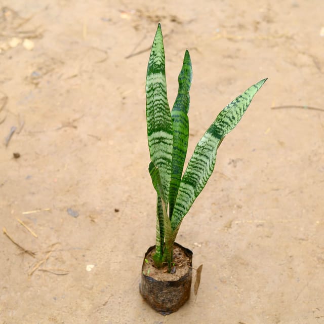 Snake Green (~ 2.5 Ft) in 4 Inch Nursery Bag