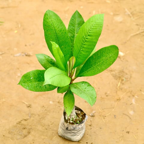 Red champa (~ 2.5 Ft) in 6 Inch Nursery Bag