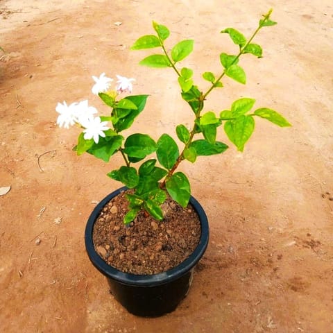 Mogra / Motia Jasmine all season pune variety in 6 Inch Nursery Pot