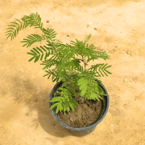 Holy Shami in 6 Inch Nursery Pot