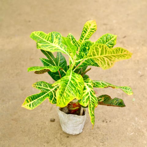 Croton Petra in 5 Inch Nursery Bag
