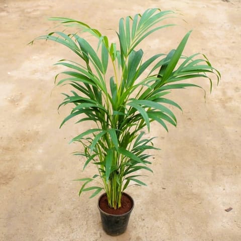 Areca Palm (2-3 Ft) in 6 Inch Nursery Pot