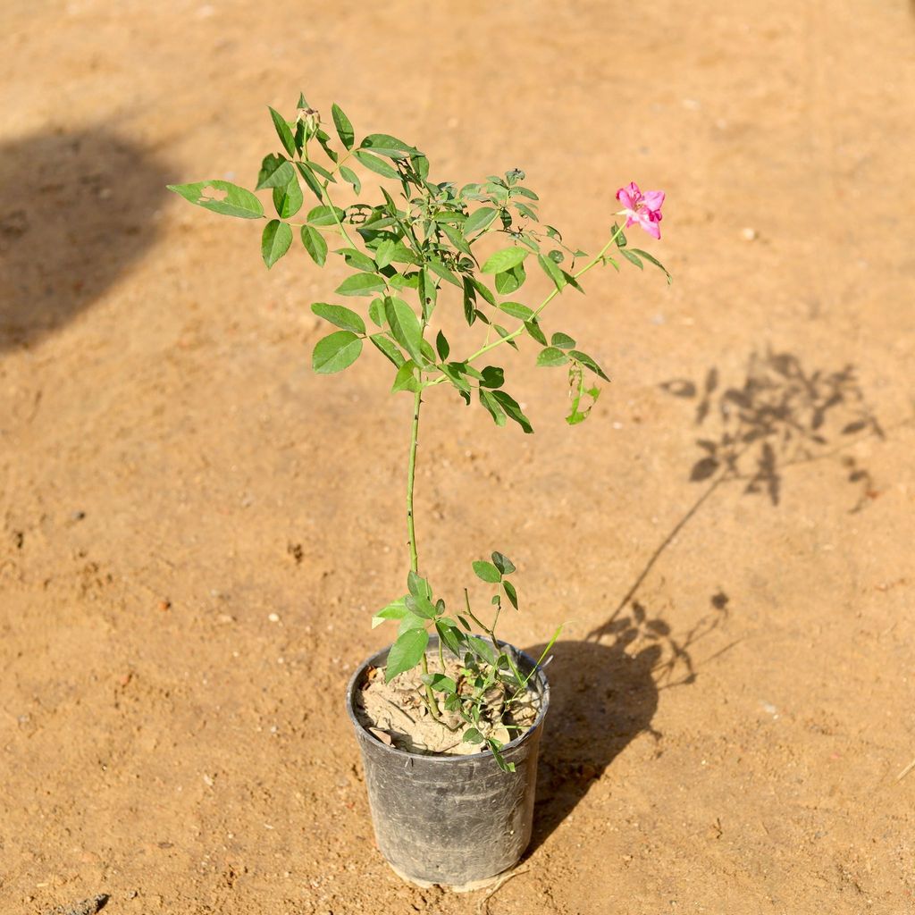 Buy Desi Rose all season (any colour) in 6 Inch Nursery Pot Online | Urvann.com Desi Rose all season (any colour) in 6 Inch Nursery Pot