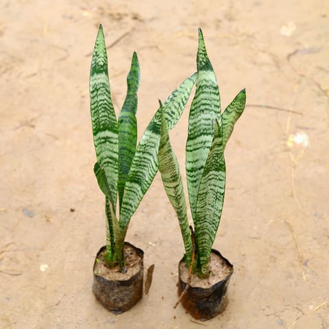 Air Purifier Set of 2 - Snake Green (~ 2.5 Ft) in 4 Inch Nursery Bag