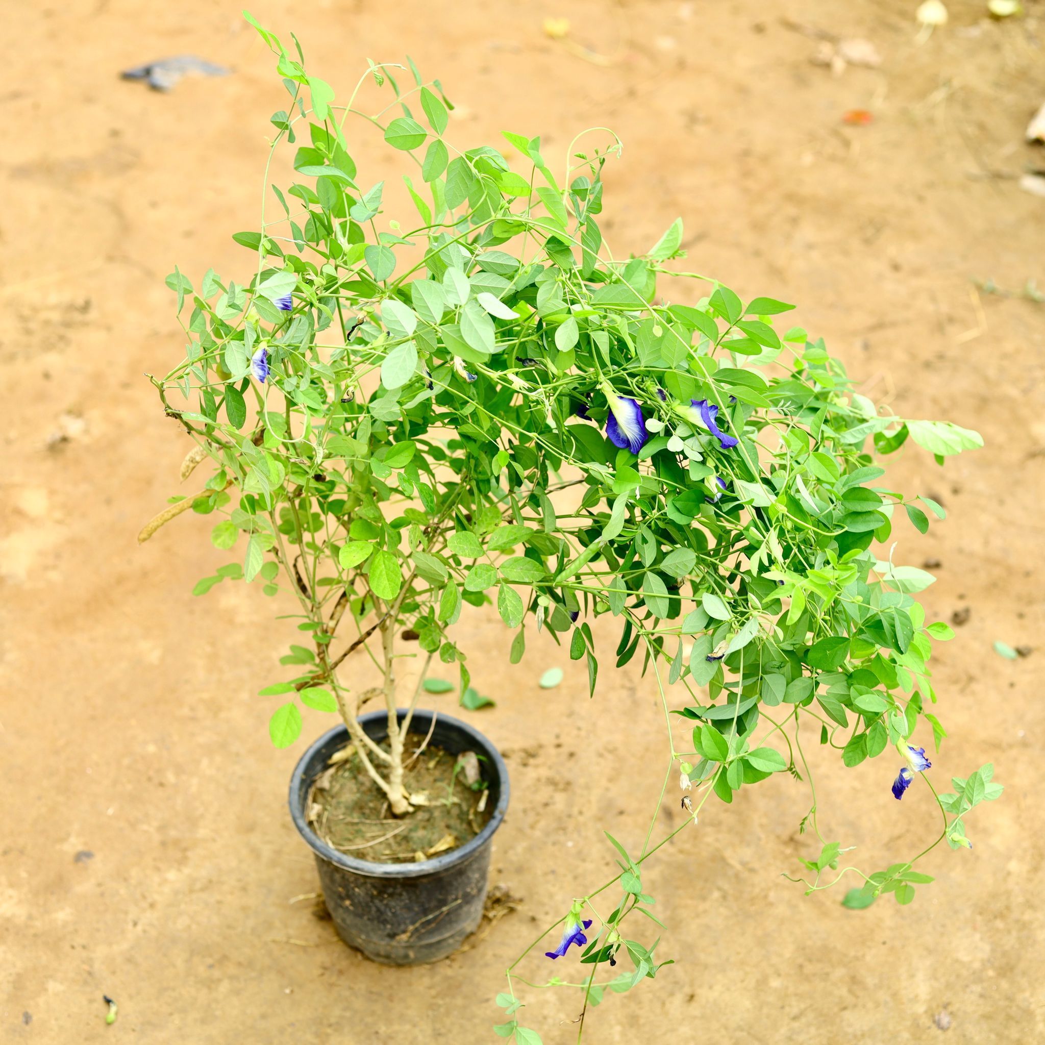 Aparajita Bel in 6 Inch Nursery Pot