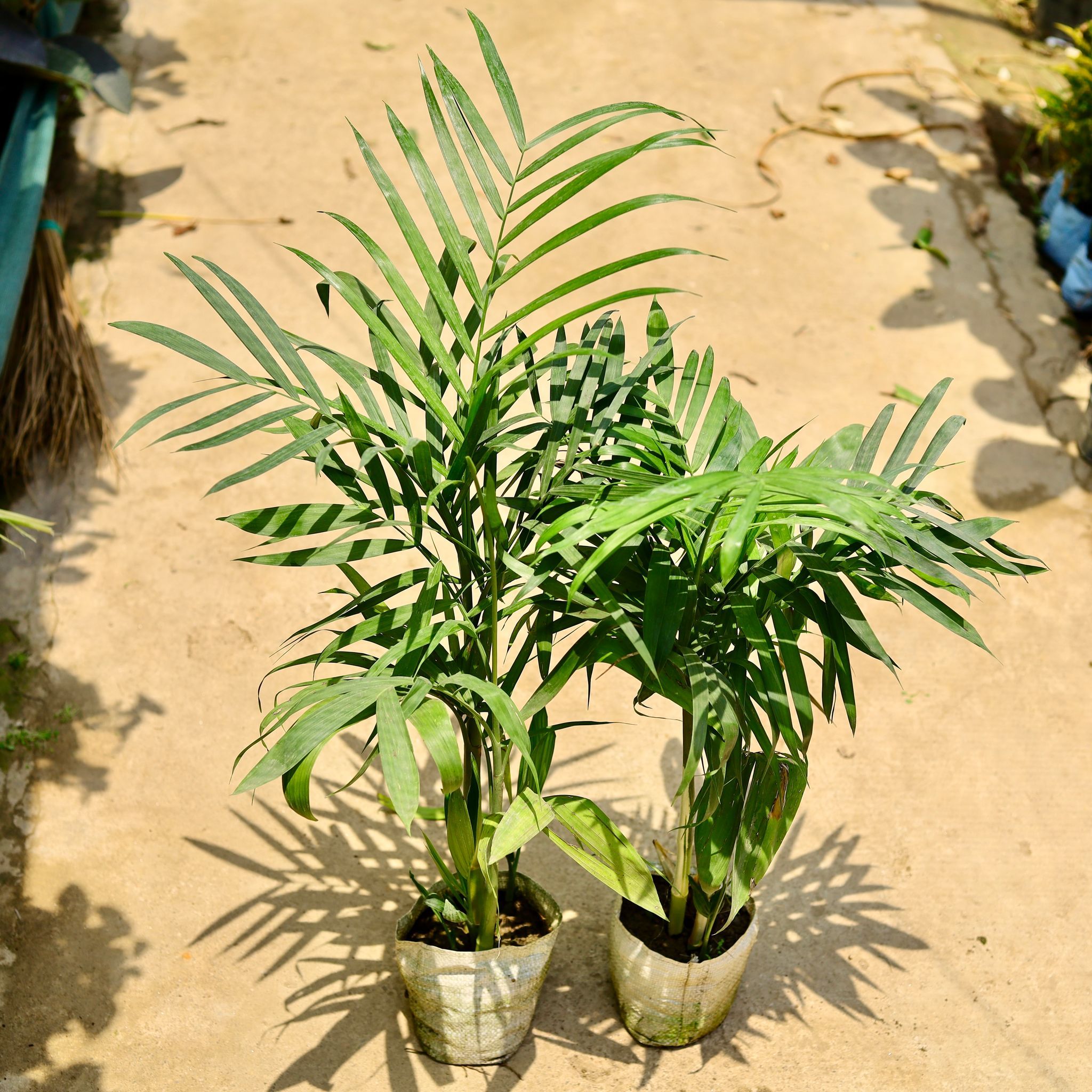 Set of 2 - Bamboo / Cane Palm (~ 4 Ft) in 8 Inch Nursery Bag