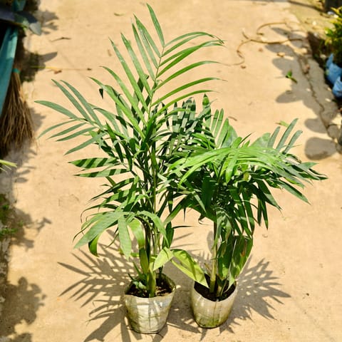Set of 2 - Bamboo / Cane Palm (~ 4 Ft) in 8 Inch Nursery Bag