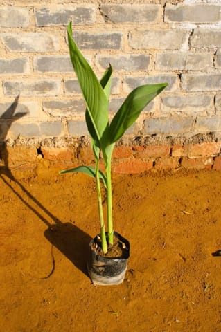 Canna lily Yellow in 7 Inch Nursery Bag