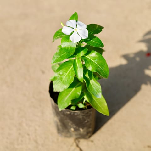 Sadabahar / Vinca / Periwinkle (any colour) in 3 Inch Live Fresh Plant Nursery Bag in Sector 52 Noida