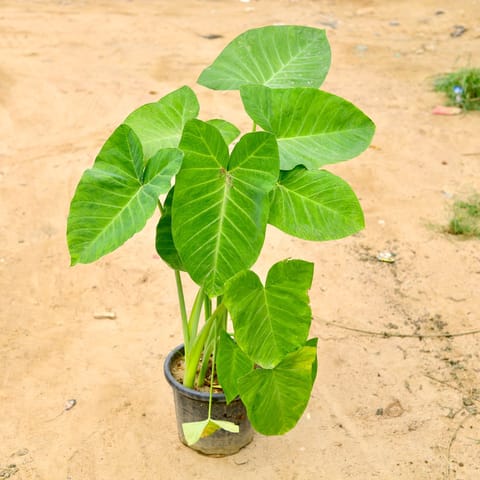 Alocasia Giant Taro (~ 3 Ft) in 8 Inch Nursery pot - Best Exotic Indoor Plant