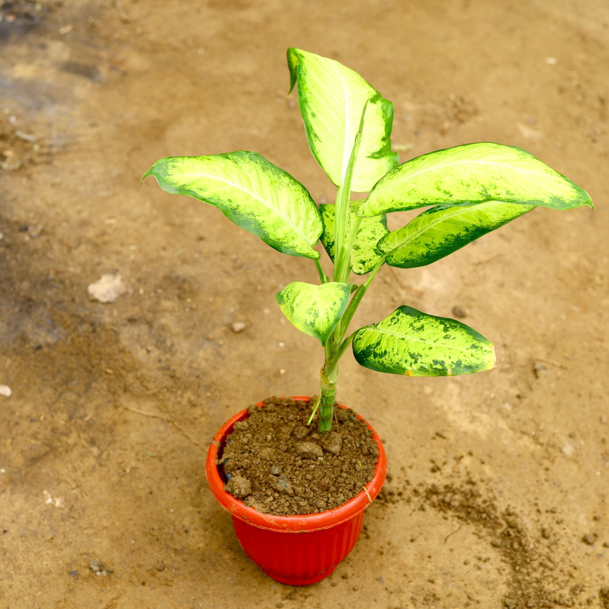 Aglaonema Pinky in 8 Inch Terracota Red Olive Plastic Pot
