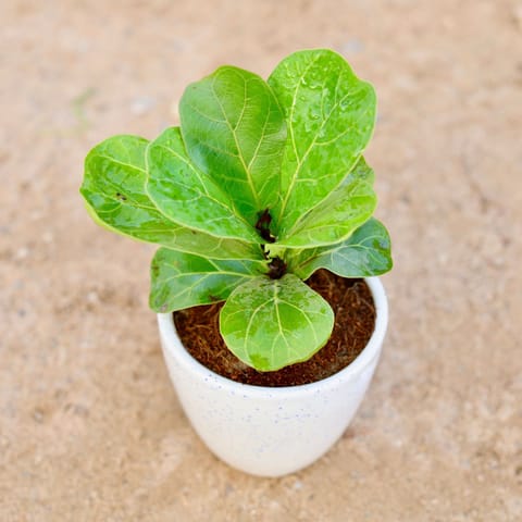 Gift Ready - Fiddle Leaf Fig / Ficus Lyrata in 4 Inch Classy White Cup Ceramic Pot Wrapped in Lovely Gift Bag For Your Loved Ones