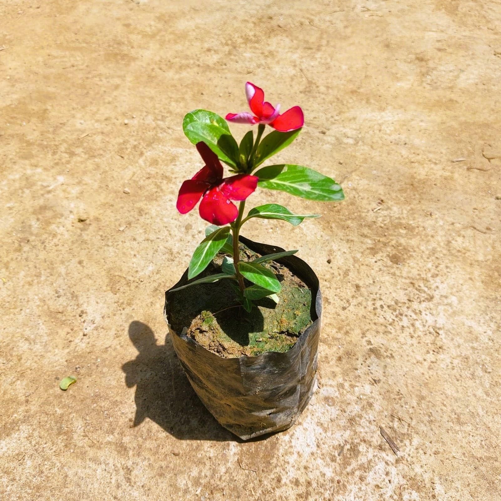 Vinca / Periwinkle / Sadabahar (any colour) in 3 Inch Nursery bag