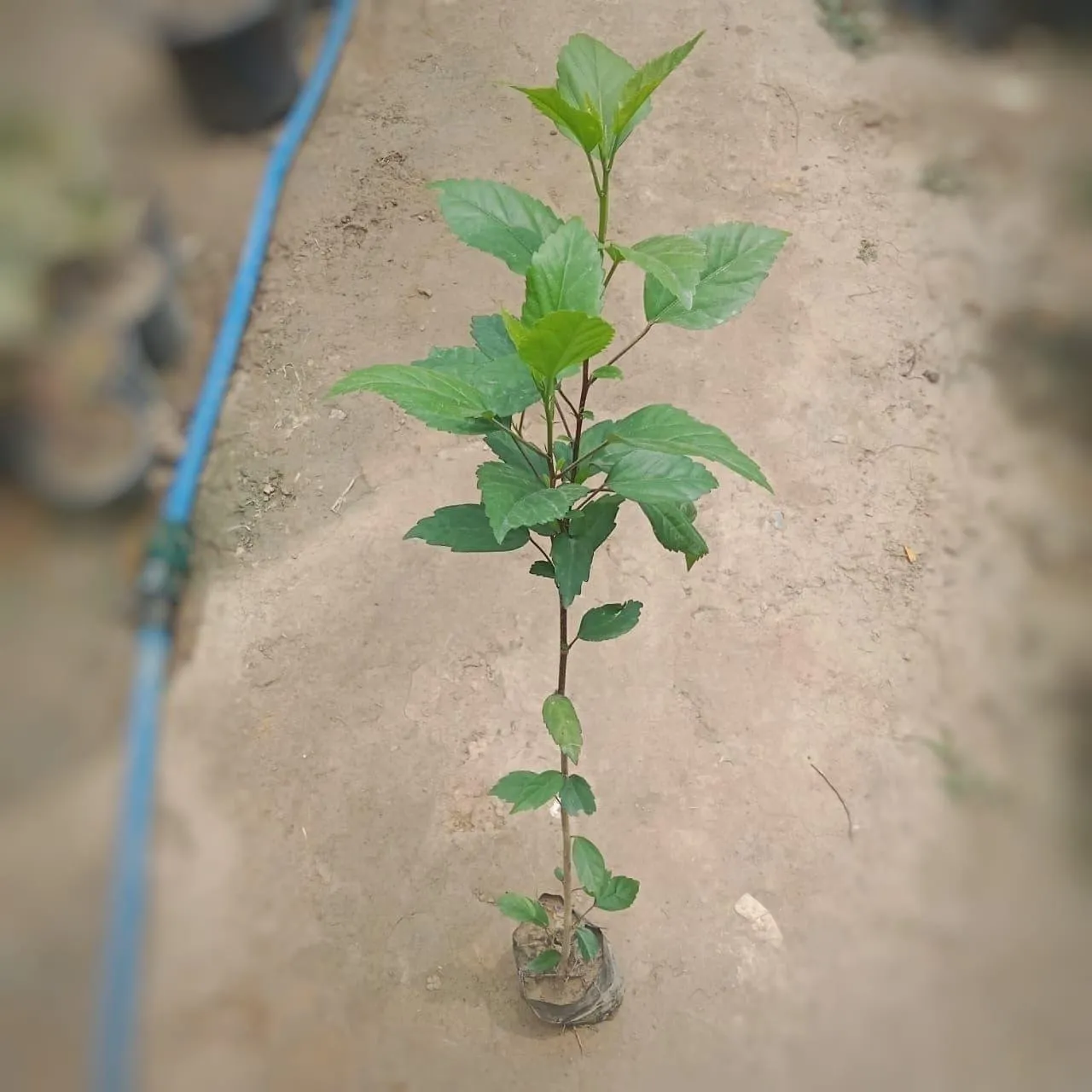 Hibiscus / Gudhal Desi Plant (any colour) in 4 Inch Nursery Bag