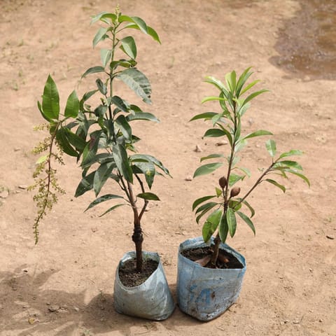 Set of 2 - All Season Mango & Chiku Plant in 7 Inch Nursery Bag