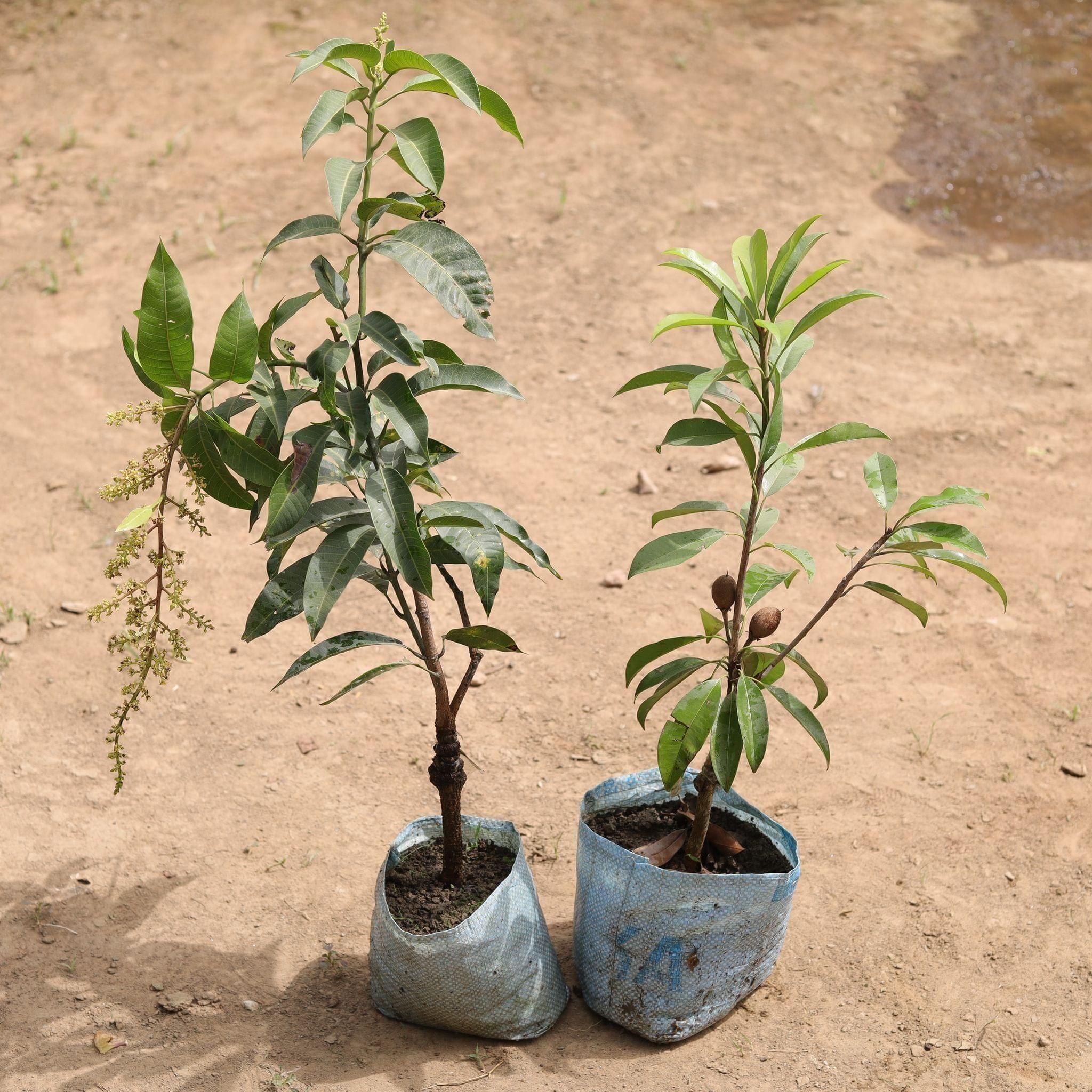 Set of 2 - All Season Mango & Chiku Plant in 7 Inch Nursery Bag