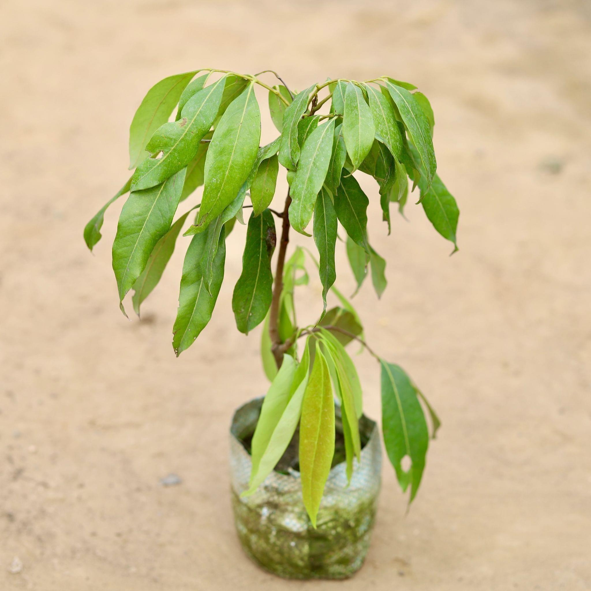 Litchi / Lychee Plant in 5 Inch Nursery Bag
