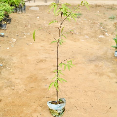 Ashoka Plant (~ 3 - 5 Ft) in 6 Inch Nursery Bag