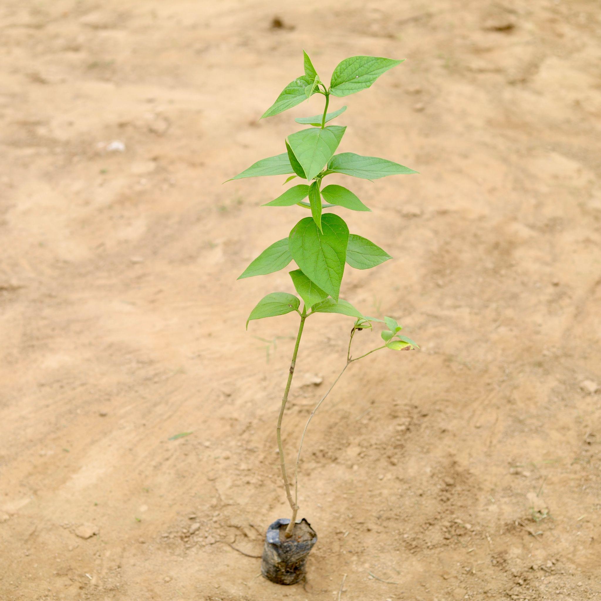Harsingar / Parijat in 3 Inch Nursery Bag