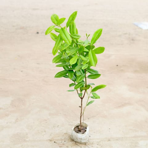 All Spice Plant (~ 2-2.5 Ft) in 4 Inch Nursery Bag