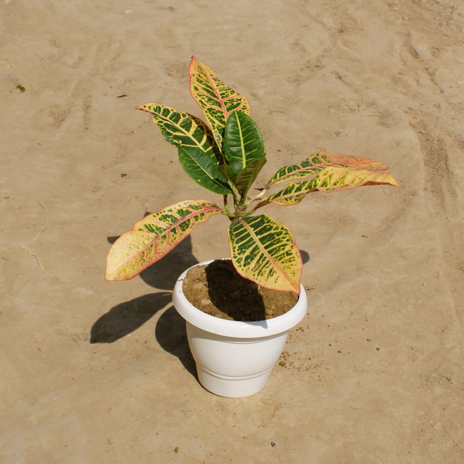 Croton Petra in 8 Inch Classy White Plastic Pot