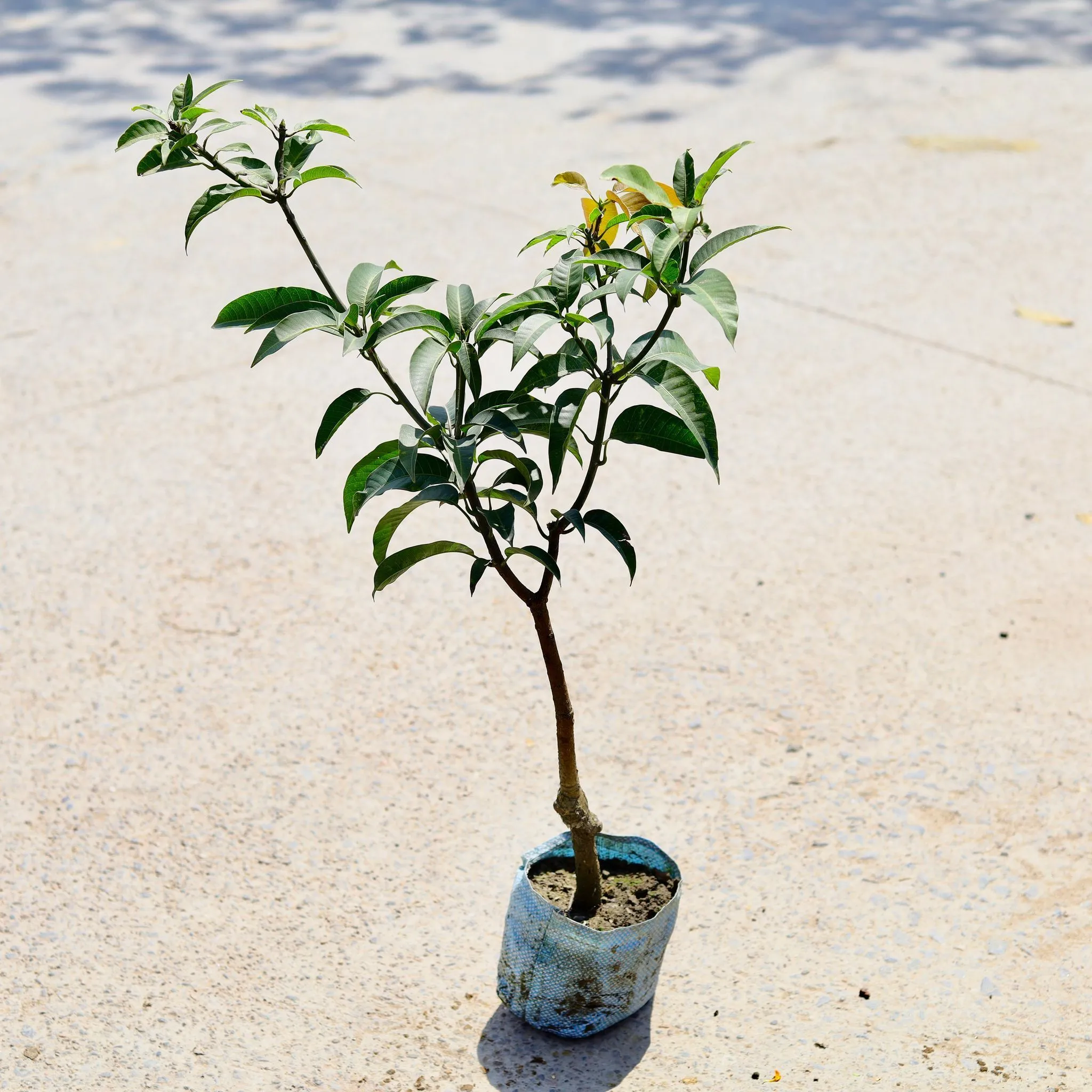 Mango all season in 5 Inch Nursery Bag