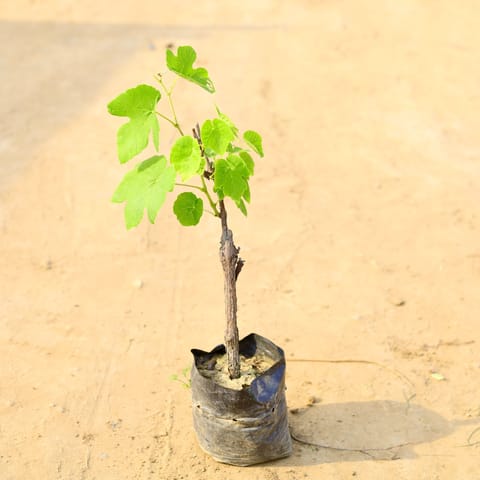 Angoor / Grapes in 4 Inch Nursery Bag