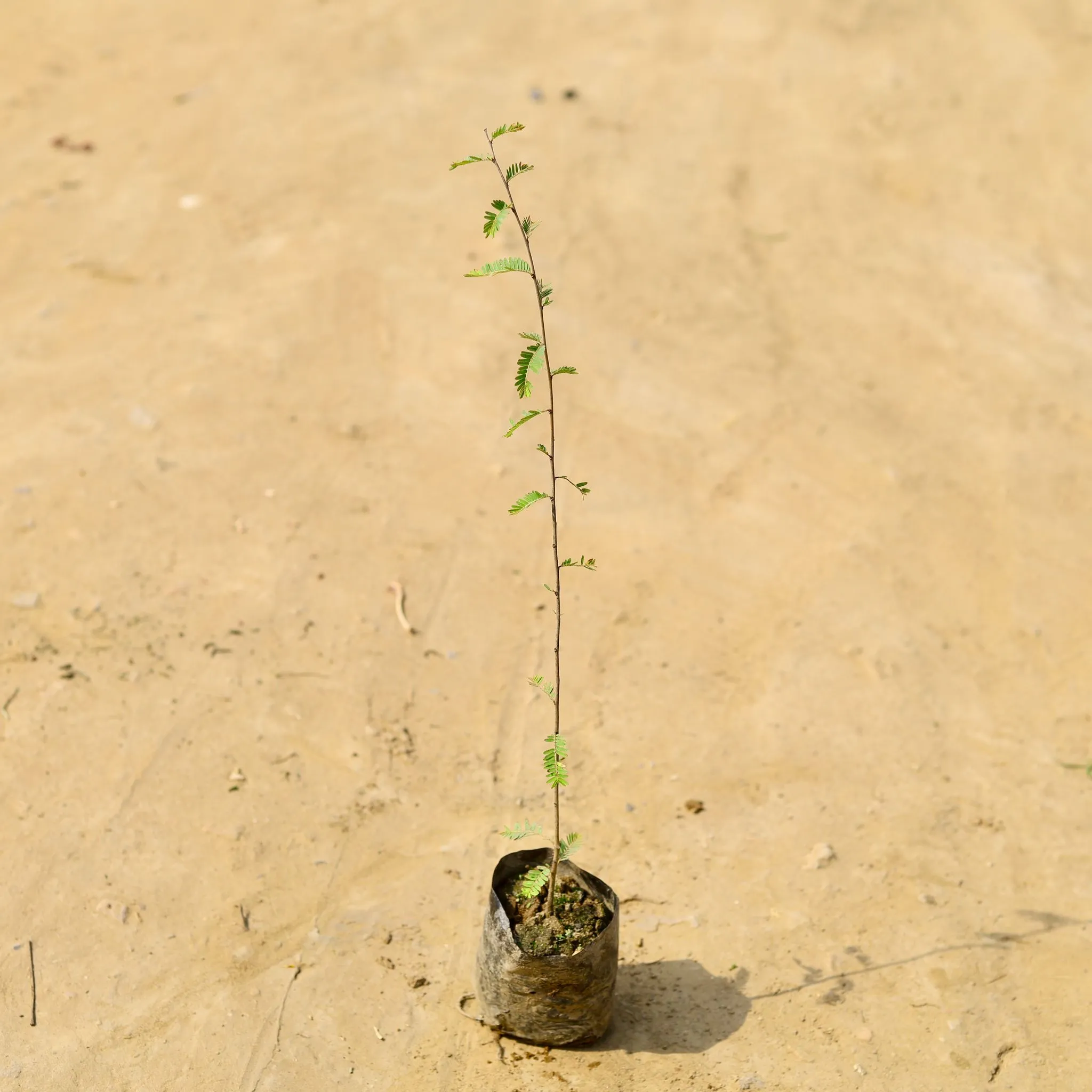 Amla in 4 Inch Nursery Bag