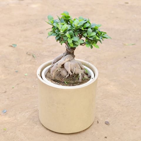 Ficus Bonsai (~10 Yrs Old) in 12 Inch Classy Beige Cylindrical Fiberglass Pot