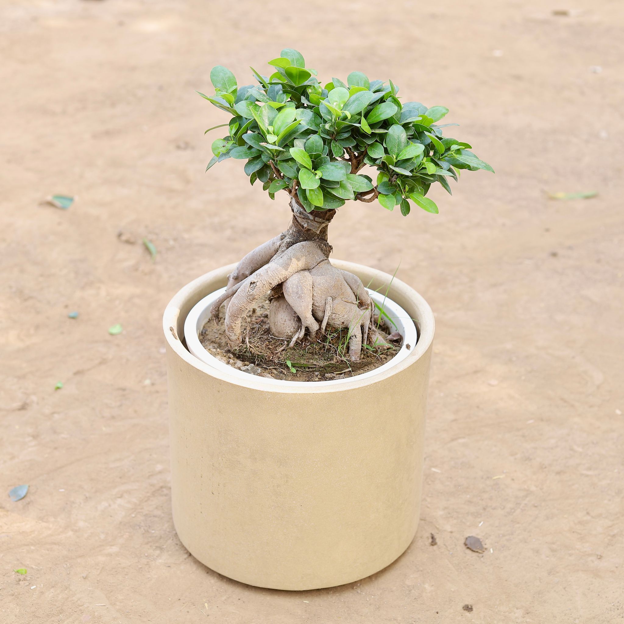 Ficus Bonsai (~10 Yrs Old) in 12 Inch Classy Beige Cylindrical Fiberglass Pot