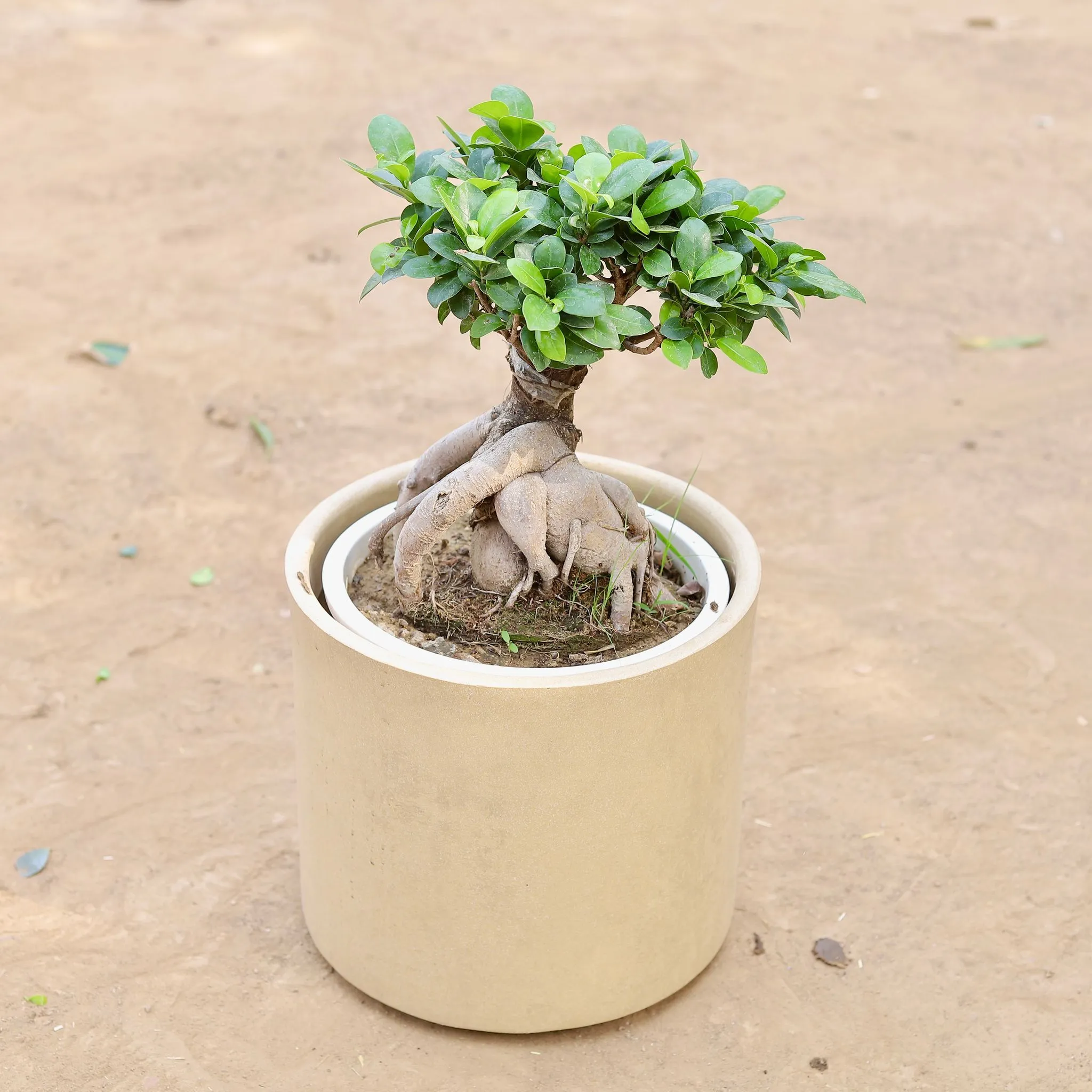 Ficus Bonsai (~10 Yrs Old) in 12 Inch Classy Beige Cylindrical Fiberglass Pot