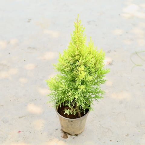 Golden Cypress in 6 Inch Nursery Pot