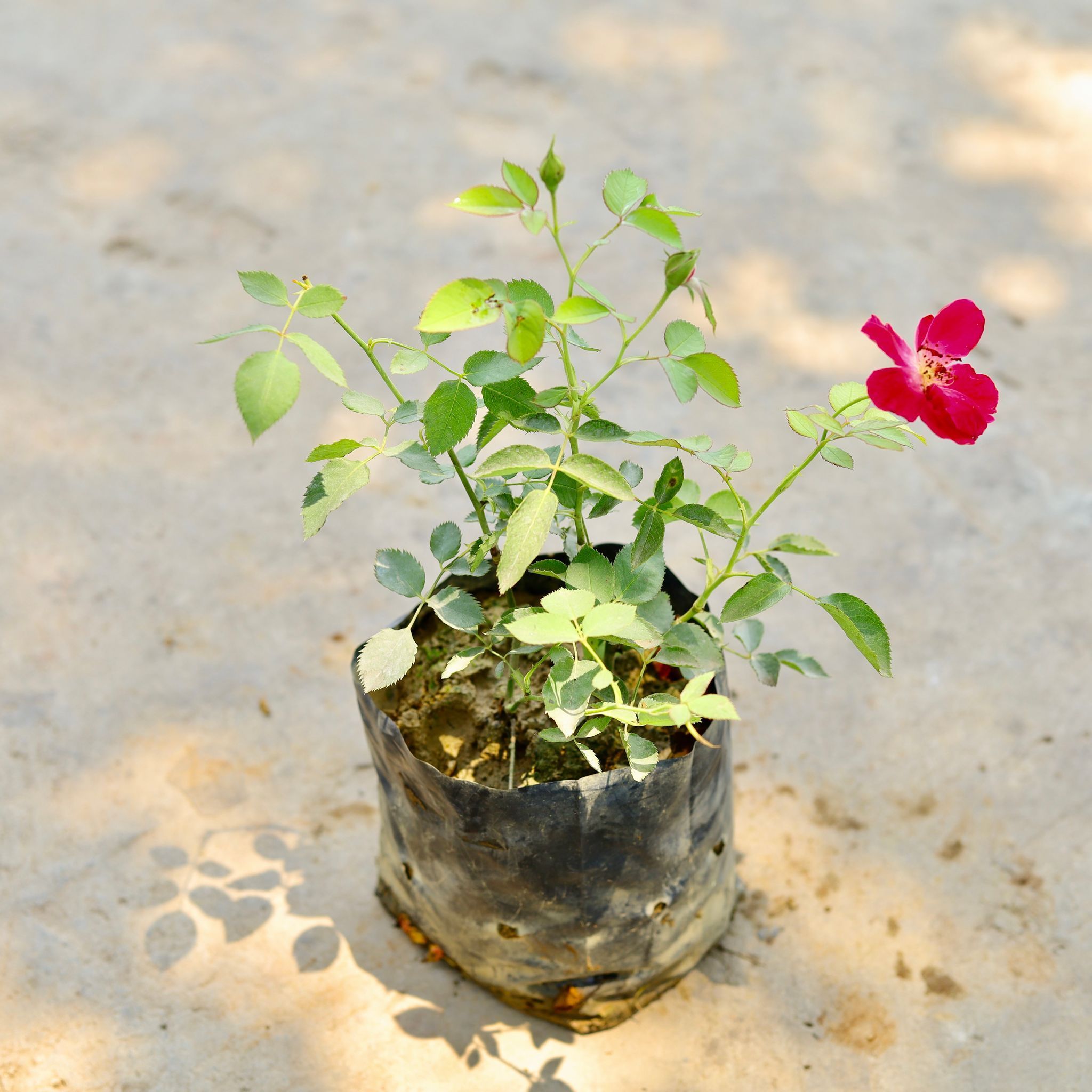 Desi Rose in 8 Inch Nursery Bag