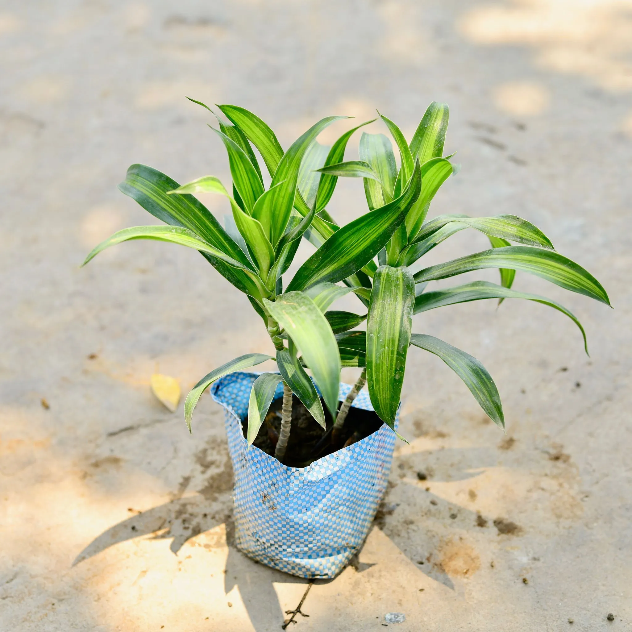 Dracaena Messenger / Song of India Green in 4 Inch Nursery Bag