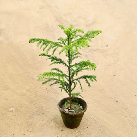 Araucaria / Christmas Tree in 5 Inch clay pot