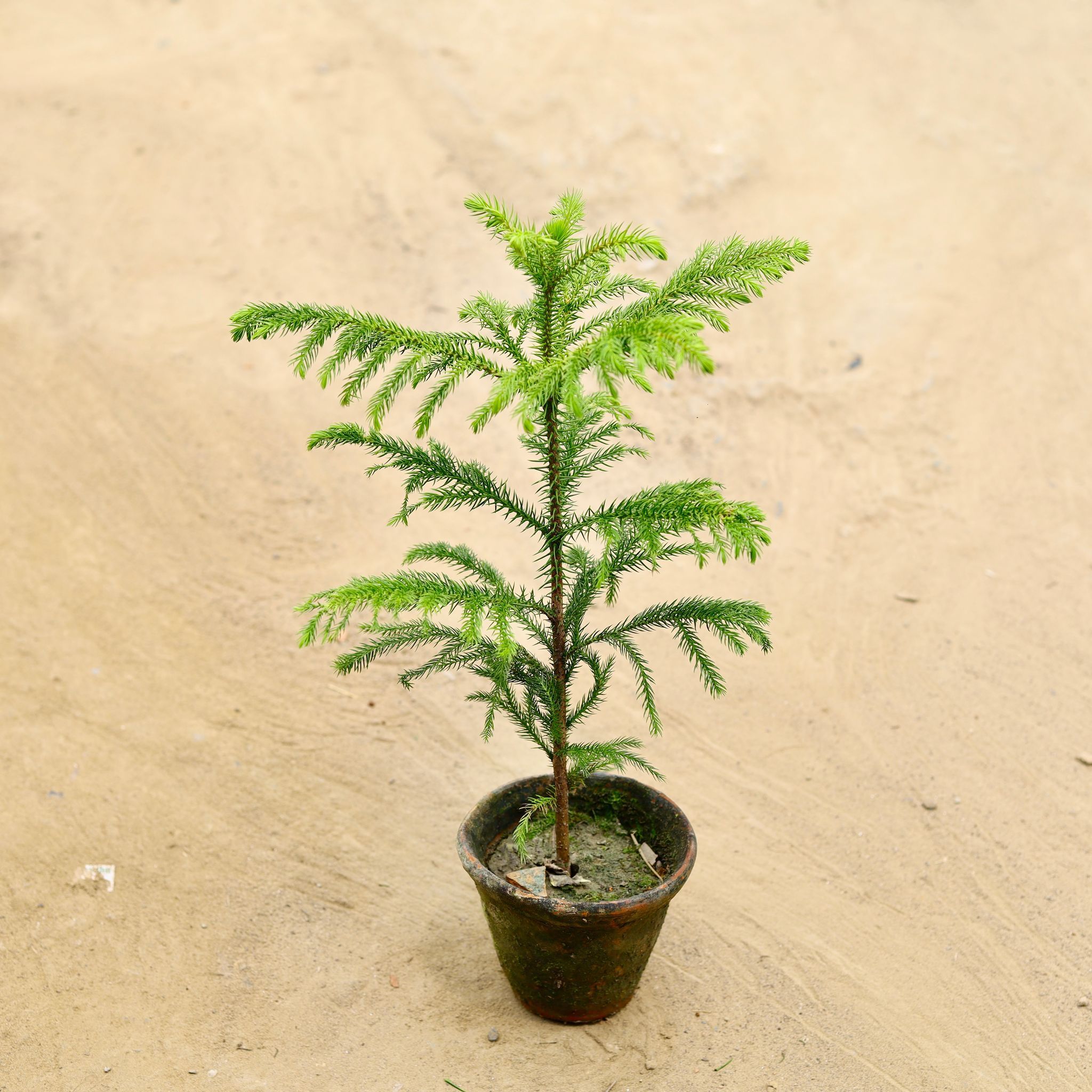 Araucaria / Christmas Tree in 5 Inch clay pot