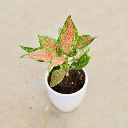 Buy Aglaonema Pink Dalmatian in 4 Inch Classy White Cup Ceramic Pot Online | Urvann.com