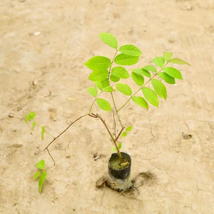 Buy Madhu Malti (~ 1 Ft) in 6 Inch Nursery Bag Online | Urvann.com