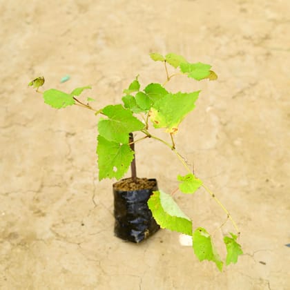 Buy Harsingar (~ 2 Ft) in 4 Inch Nursery Bag Online | Urvann.com