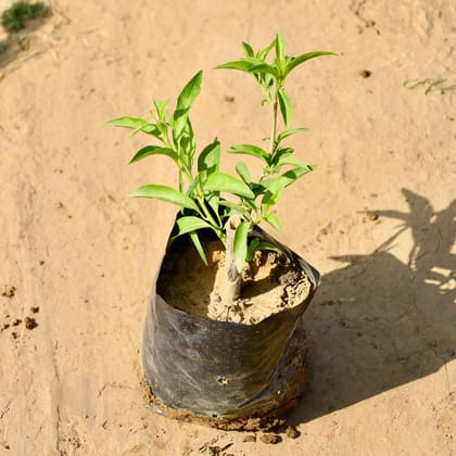Buy Raat Ki Rani / Night Blooming Jasmine White in 4 Inch Nursery Bag Online | Urvann.com