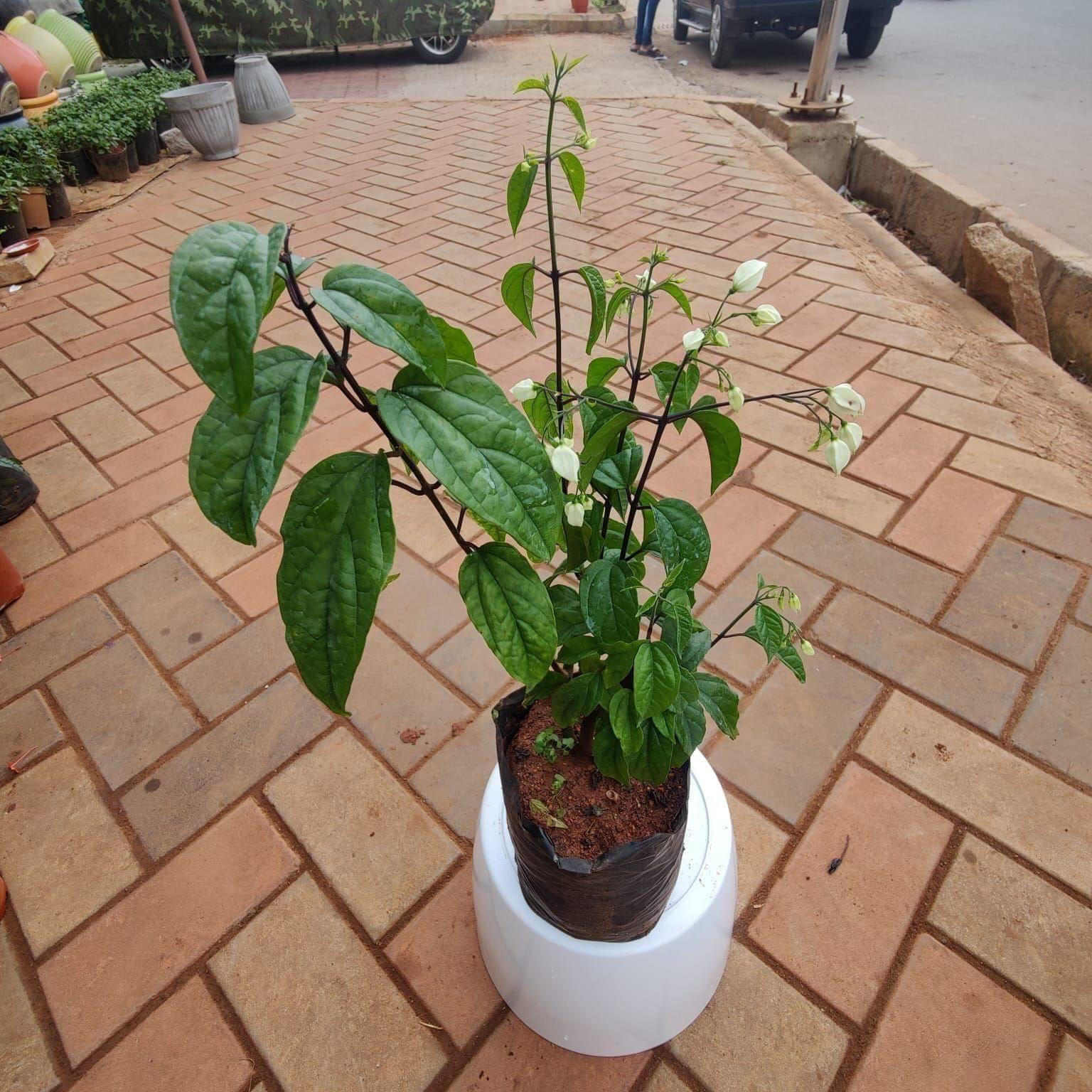 Bleeding Heart (any colour) in 5 Inch Nursery Pot