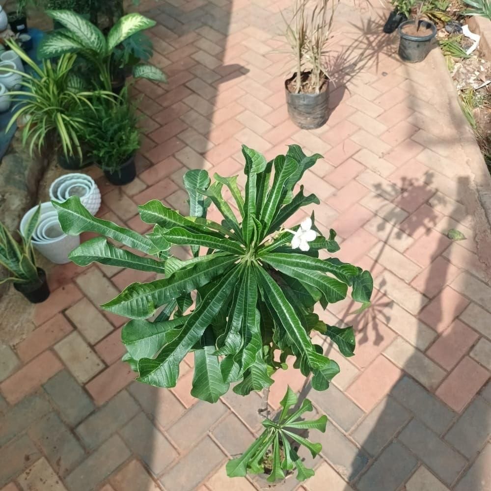 Champa (~ 4 ft) (any colour) in 6 Inch Nursery Bag