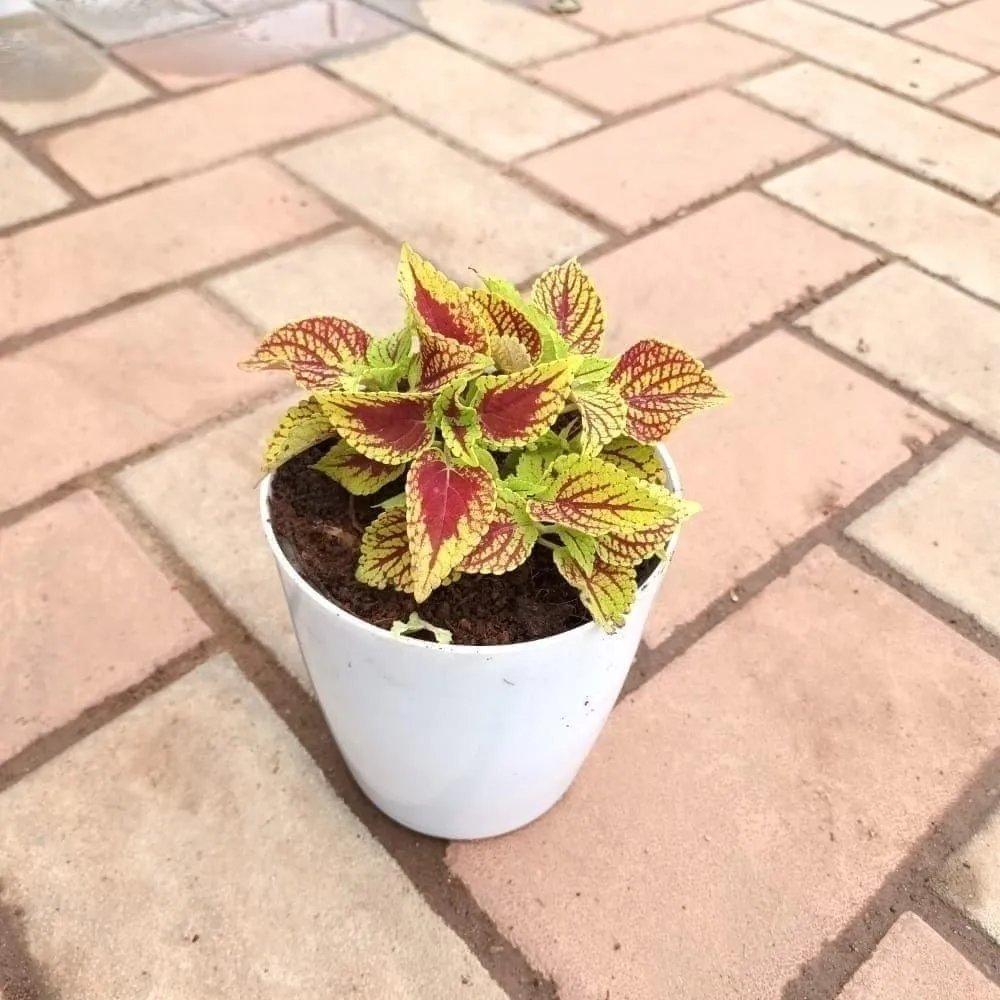 Coleus Red & Green in 5 Inch Nursery Pot