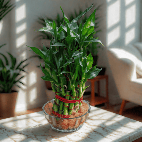 Gift Ready - 2 Layer Lucky Bamboo in Glass Bowl With a Chic Bag