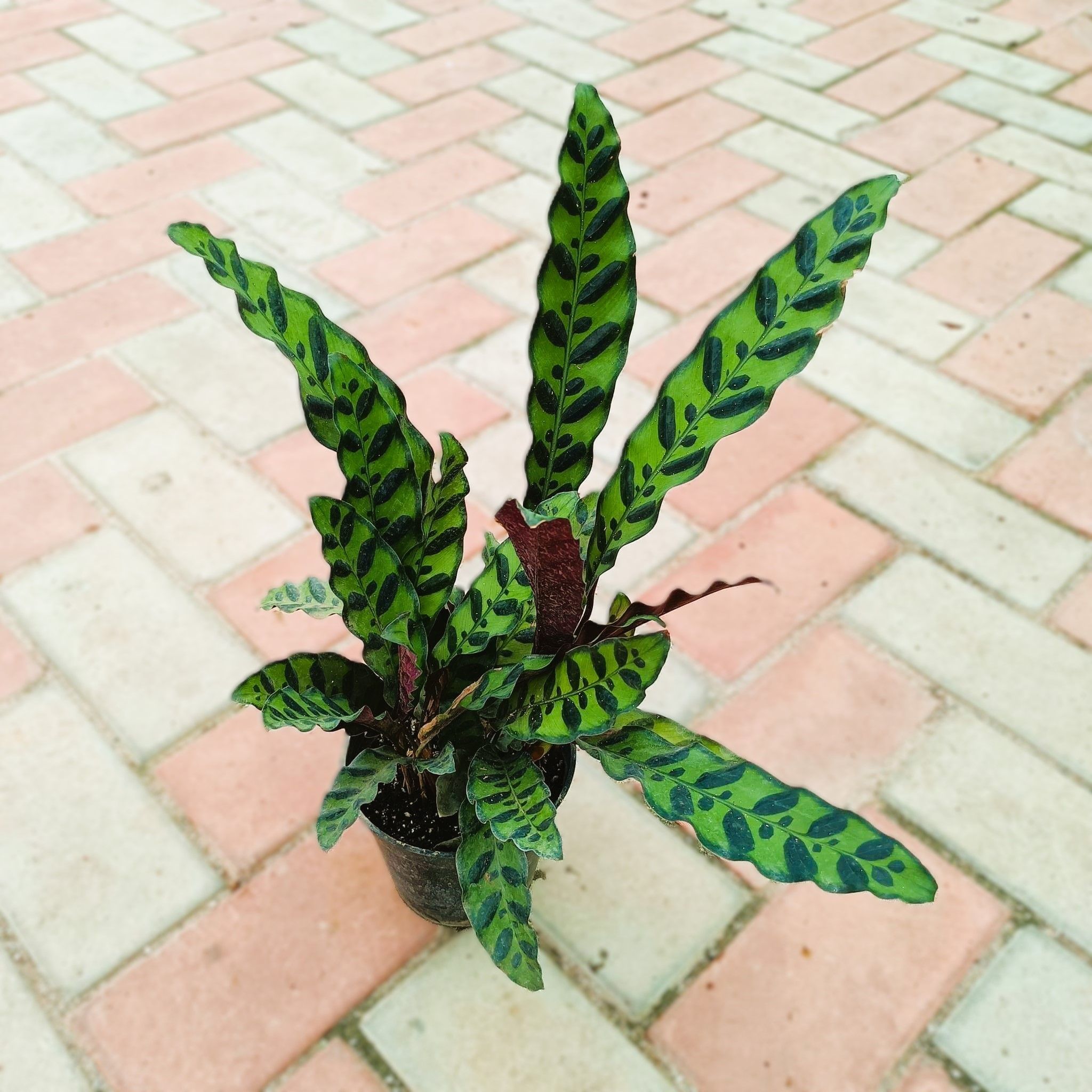 Exotic Calathea Rattle Snake (~ 1 Ft) in 4 Inch Nursery Pot